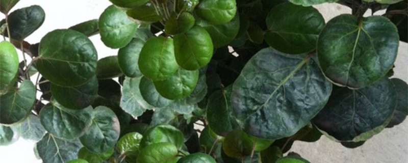 钱兜树烂根如何办