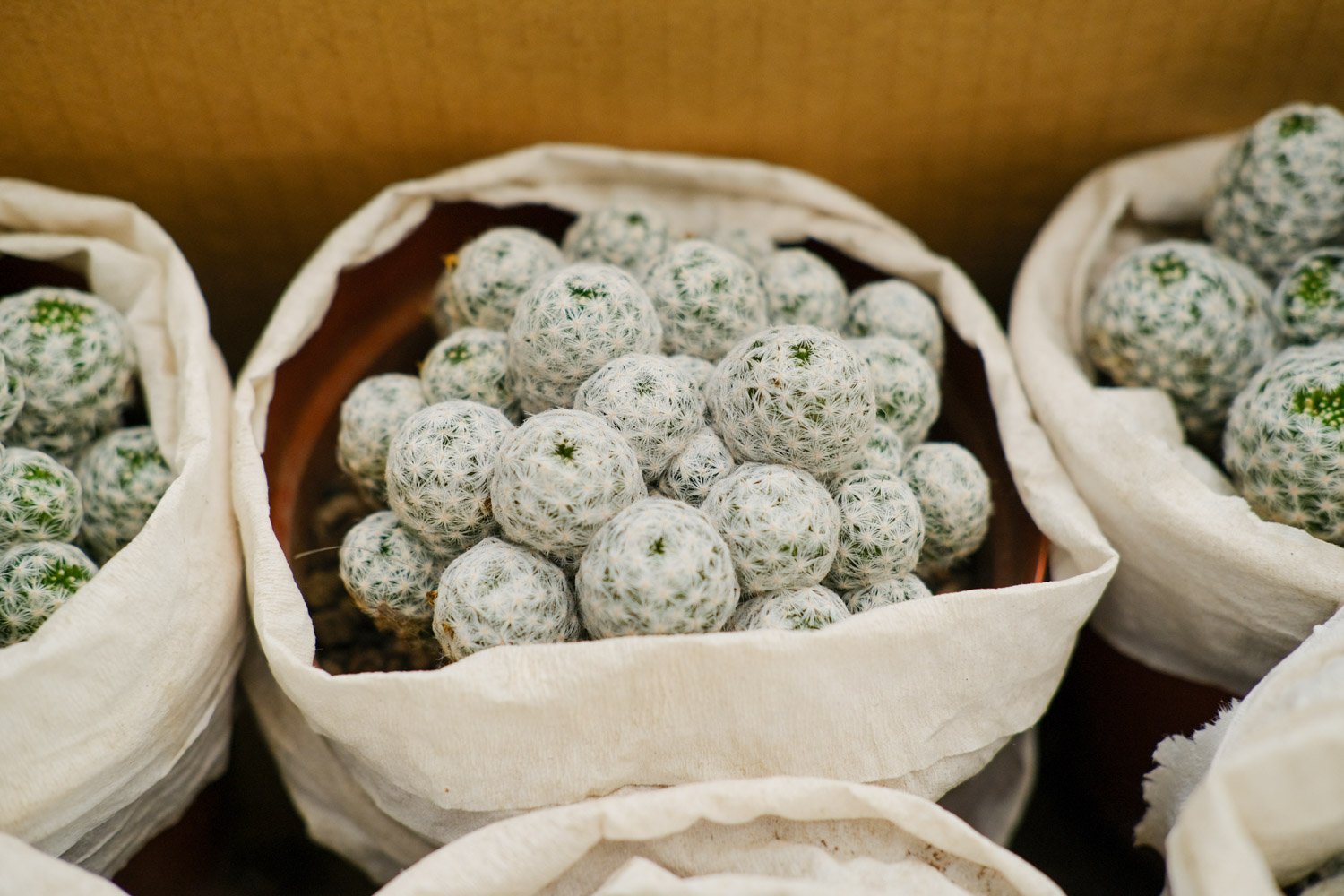 仙人球 仙人球烂了还能活吗