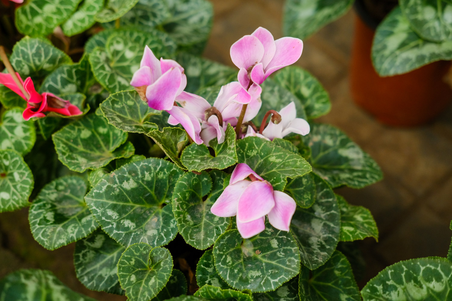 仙客来烂根如何补救