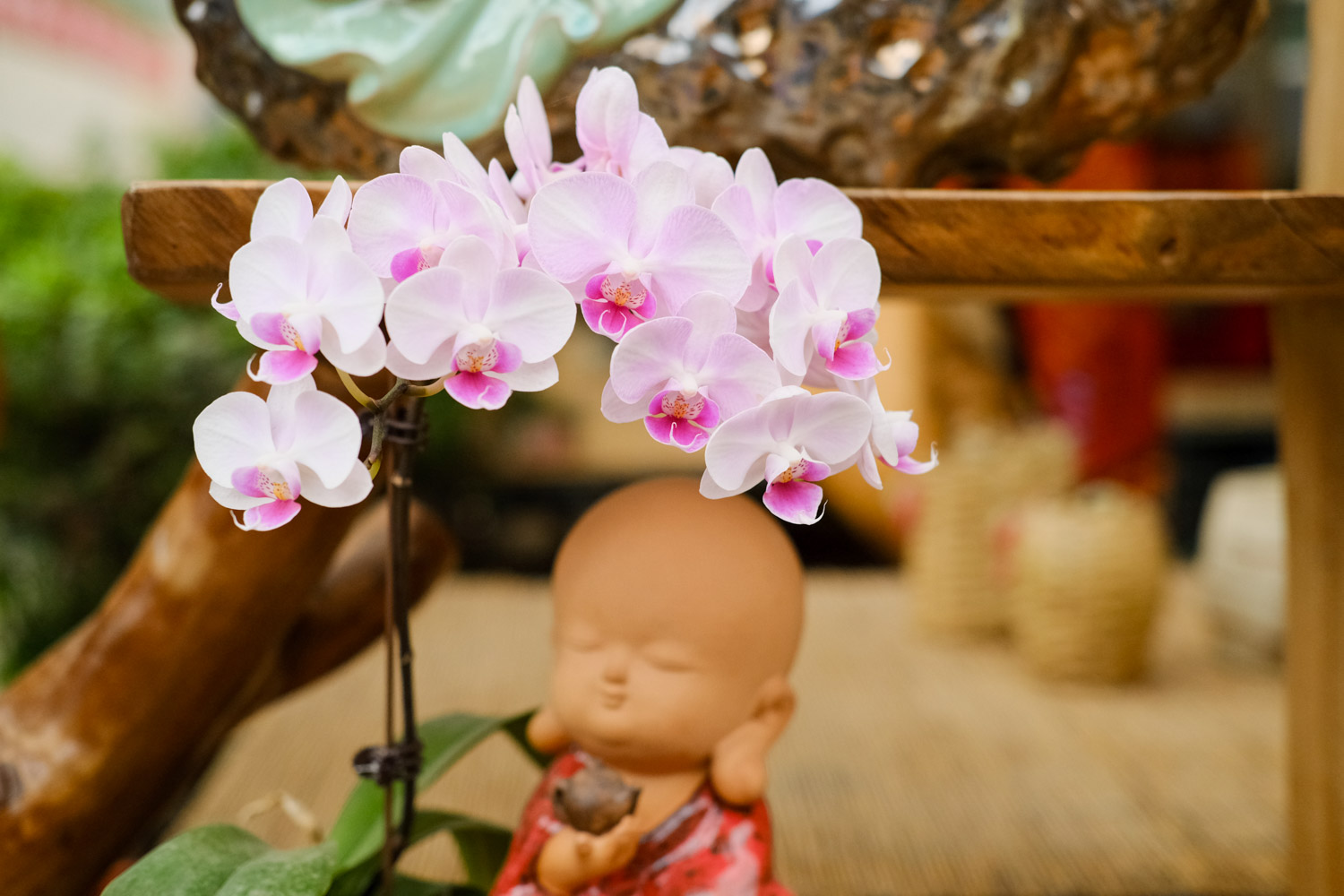 蝴蝶兰根部腐烂如何办