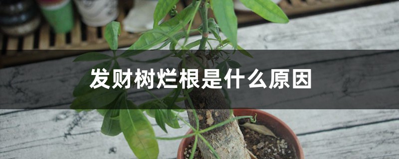 发财树烂根是什么原因