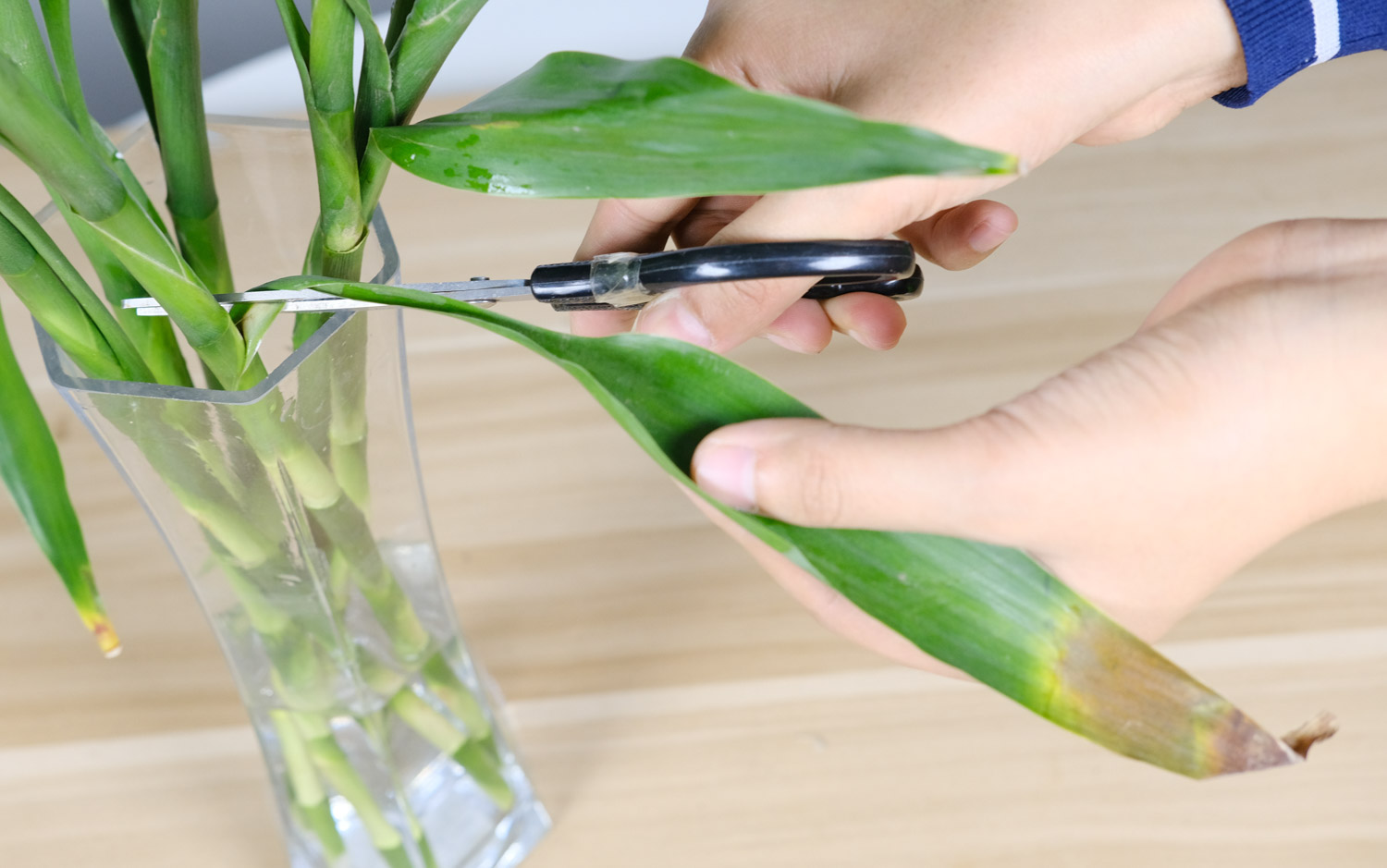 富贵竹为何烂根，烂根如何处理