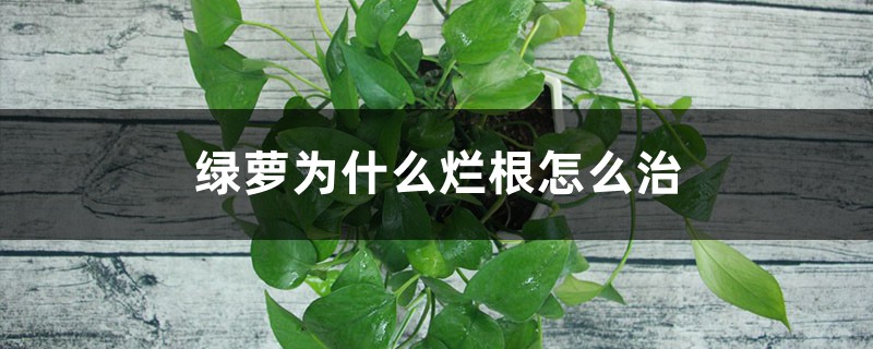 绿萝为何烂根如何治