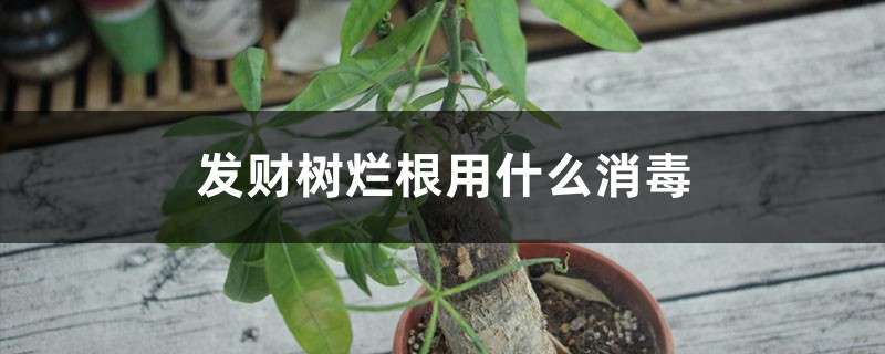 发财树烂根用什么消毒，腐烂发臭如何办