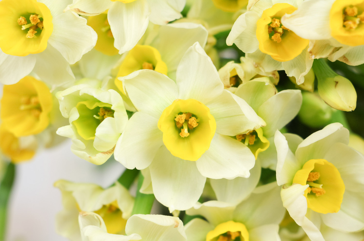 水仙花烂根如何办