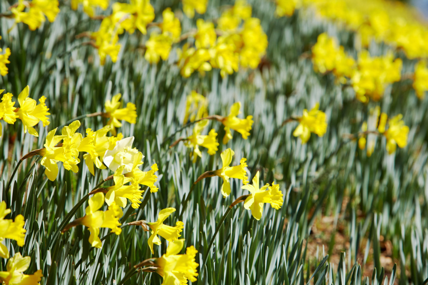 水仙花烂根如何办