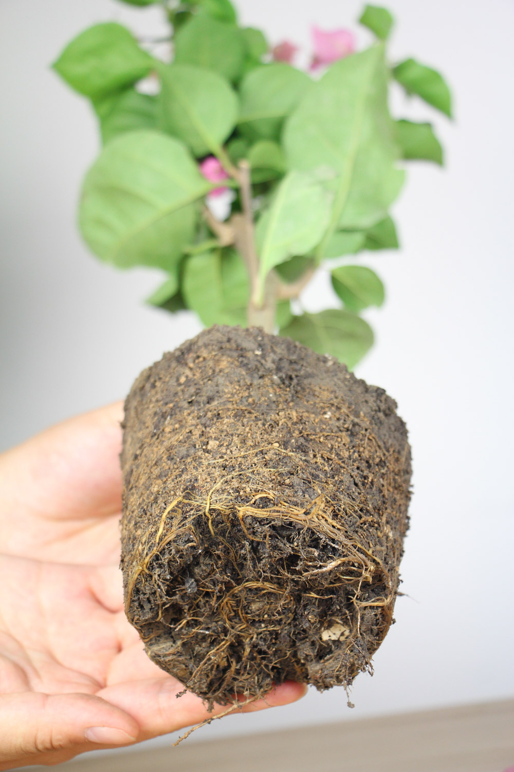 三角梅烂根如何挽救