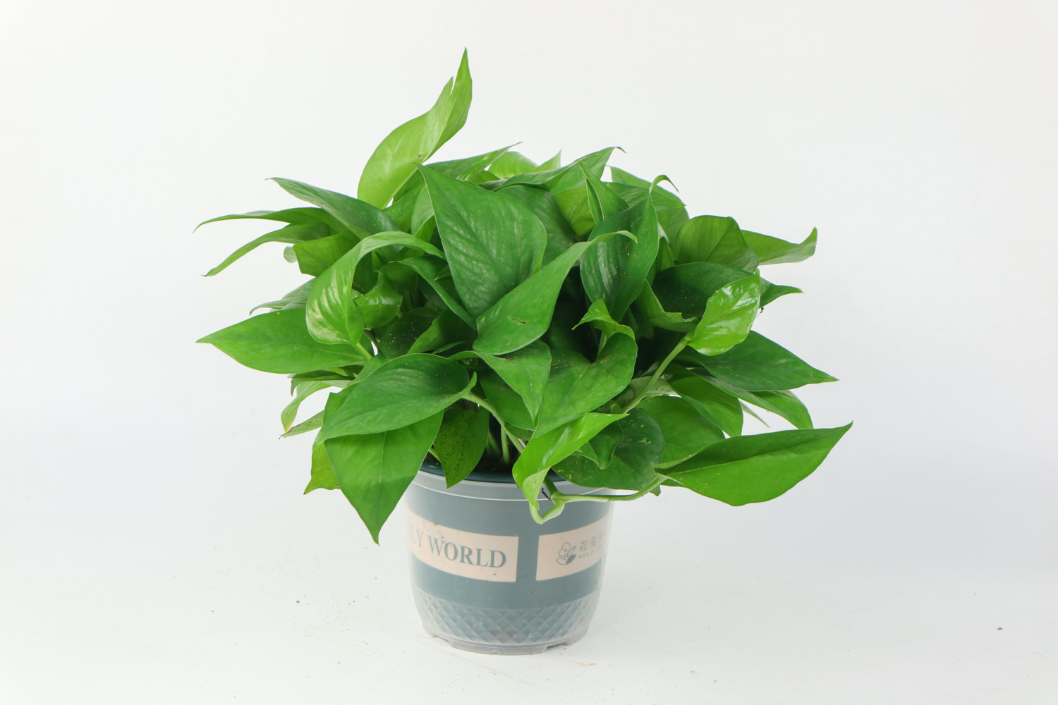 绿萝烂根是什么原因，如何补救