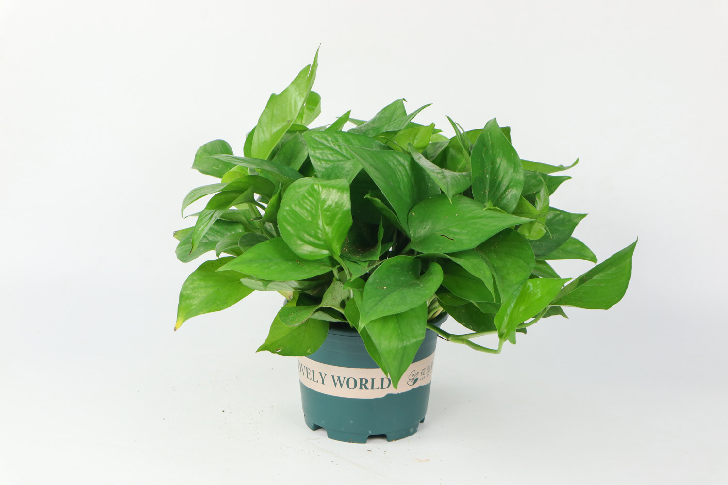 绿萝烂根的原因及处理办法