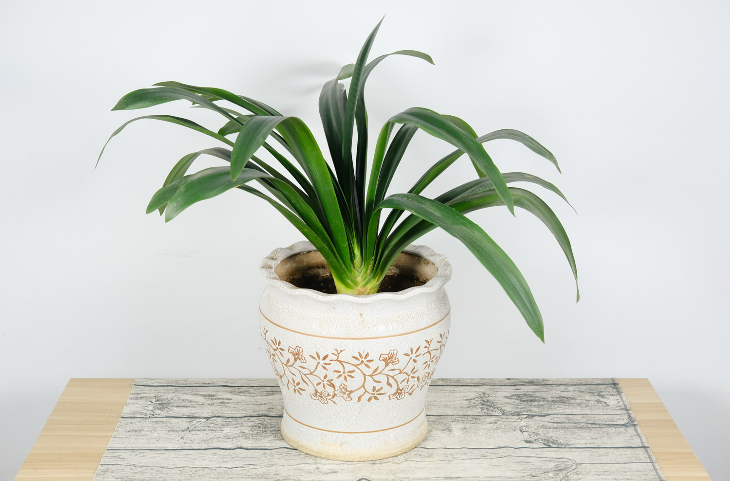 君子兰烂根如何处理