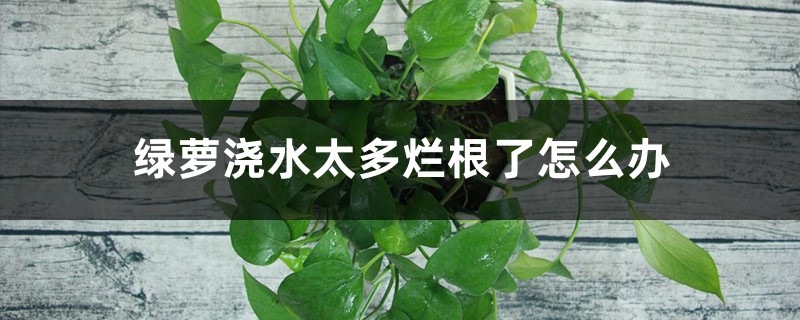 绿萝浇水太多烂根了如何办，烂根有什么表现