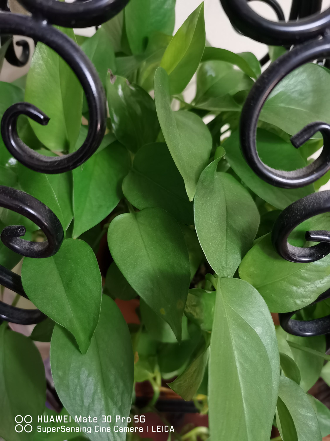 绿萝浇水太多烂根了如何办，烂根有什么表现