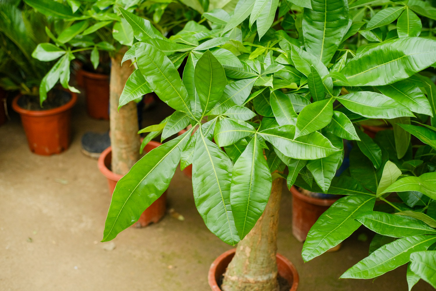 发财树烂根如何补救