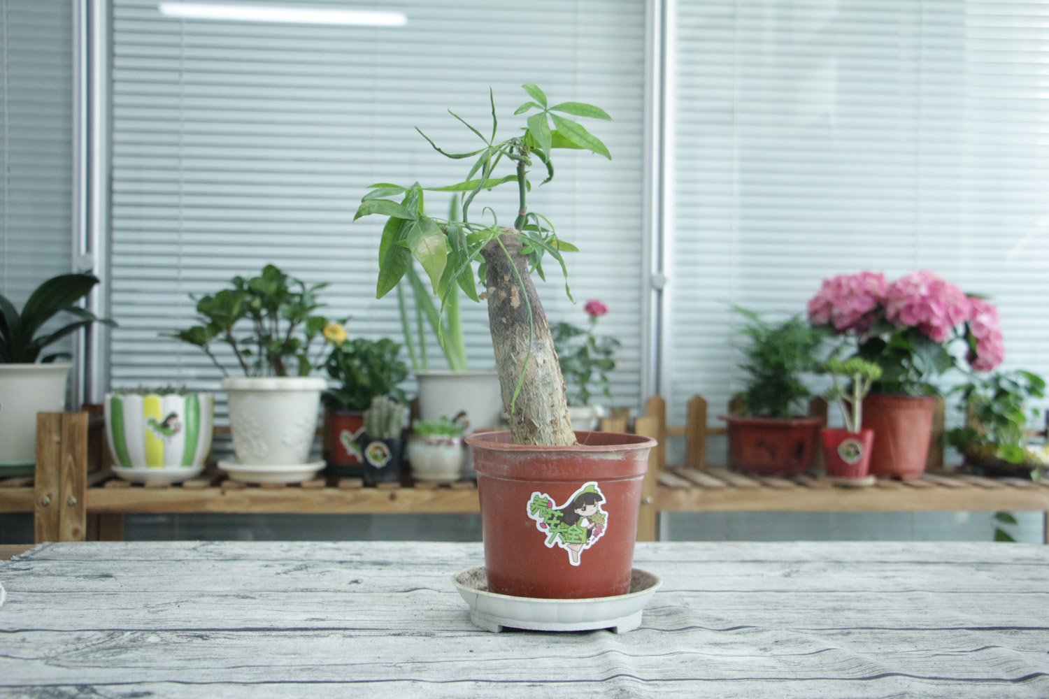 发财树烂根如何补救