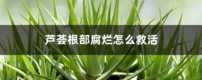 芦荟根部腐烂如何救活