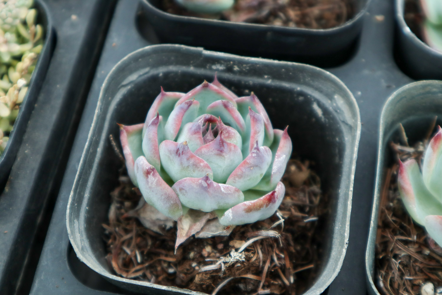 多肉植物烂根如何办