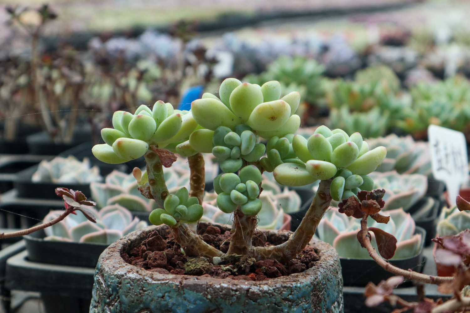 多肉植物烂根如何办