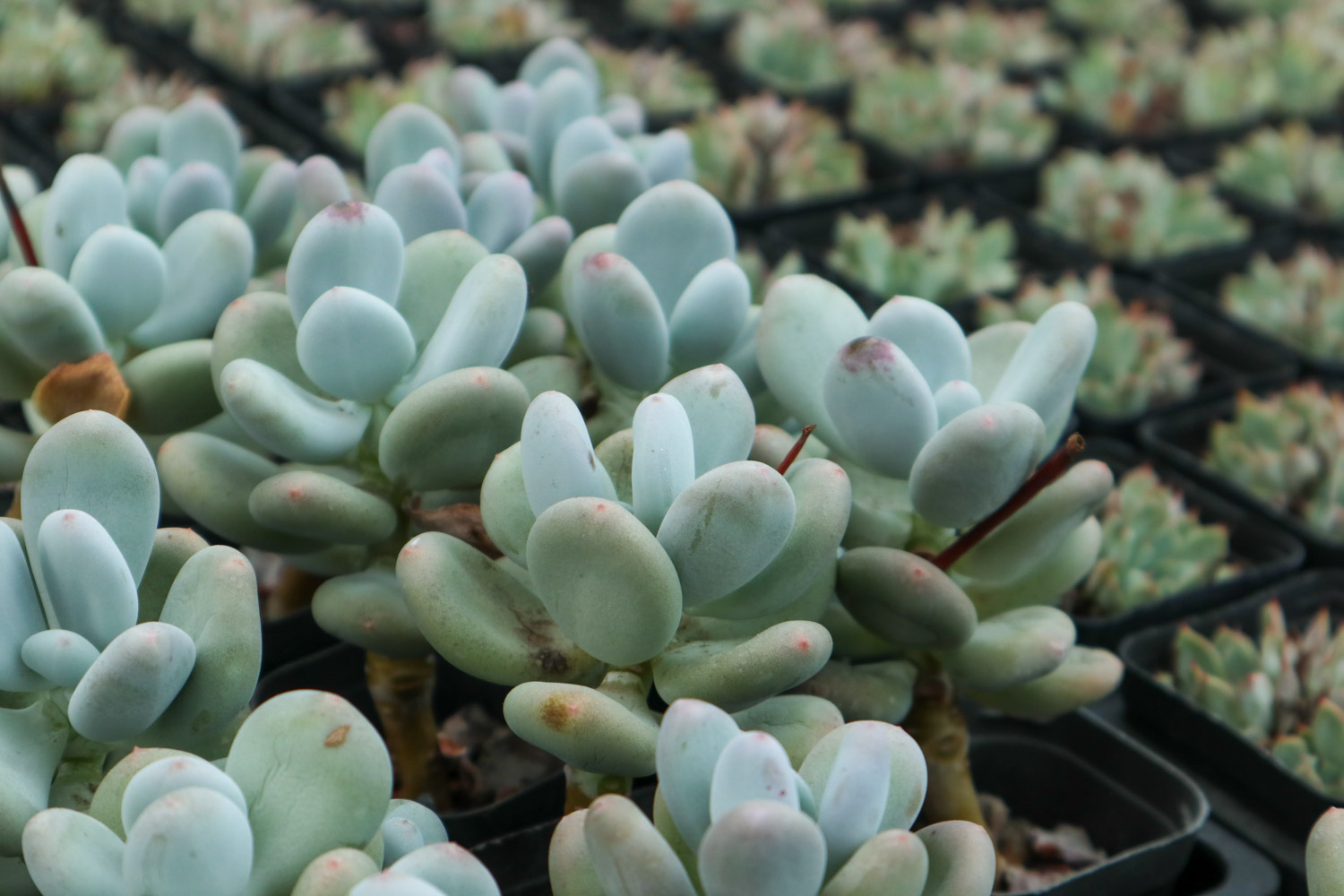 多肉植物烂根如何办