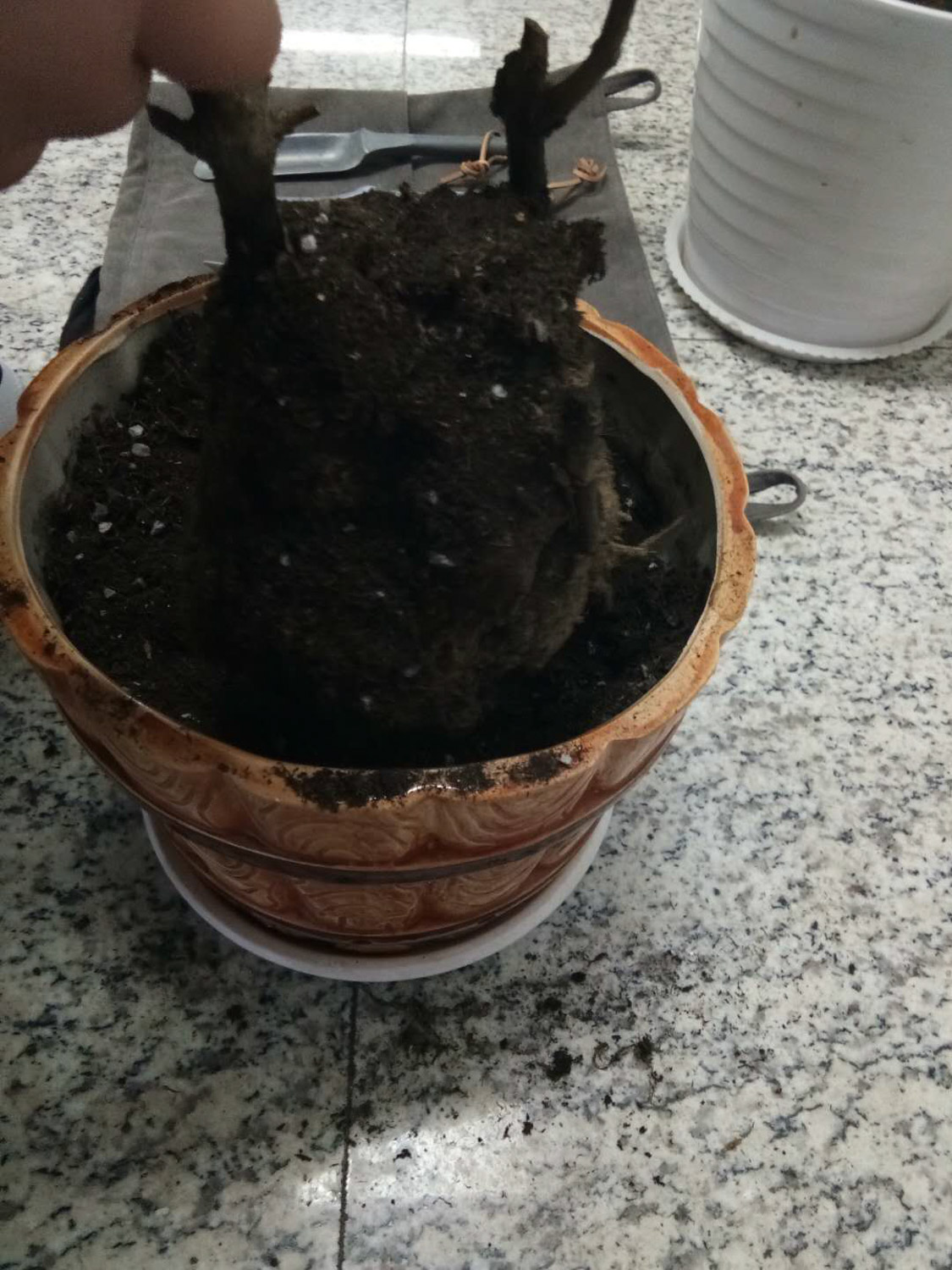 多肉君子兰...烂根必死！再不救，活不过夏季！