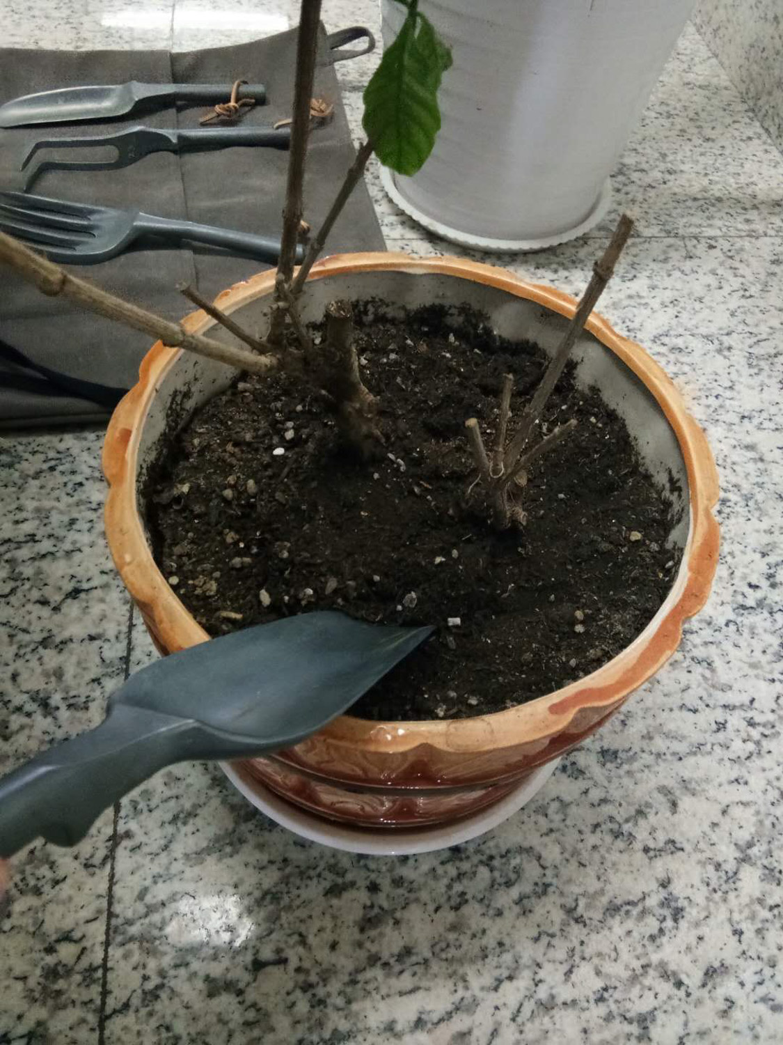 多肉君子兰...烂根必死！再不救，活不过夏季！