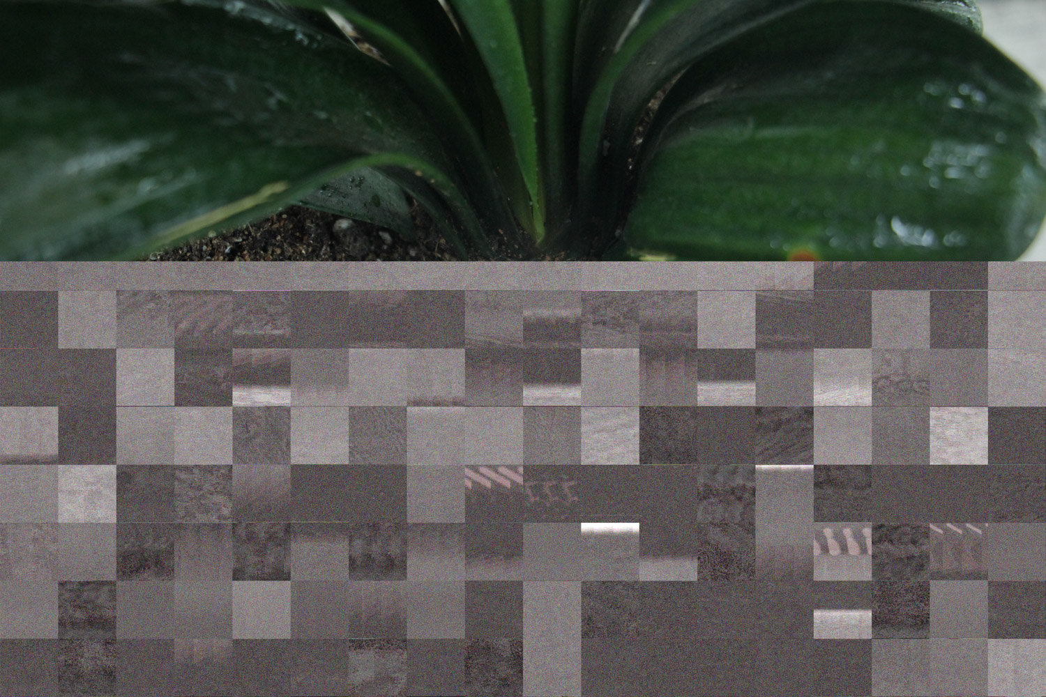 多肉君子兰...烂根必死！再不救，活不过夏季！