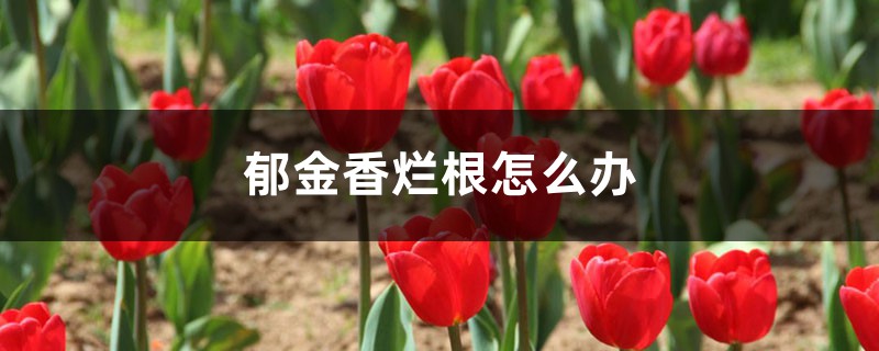 郁金香烂根如何办