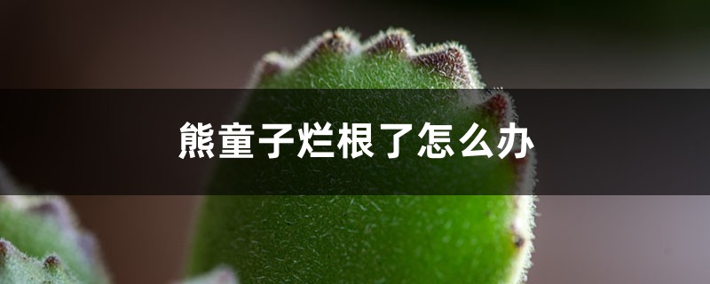 熊童子烂根了如何办