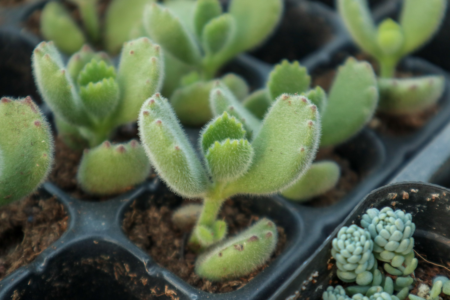 熊童子烂根了如何办