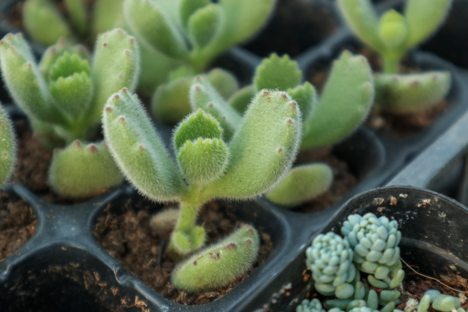 熊童子烂根了如何办