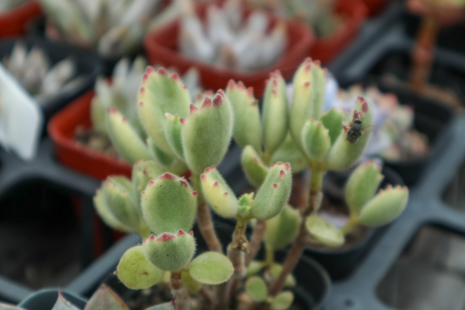 熊童子烂根了如何办