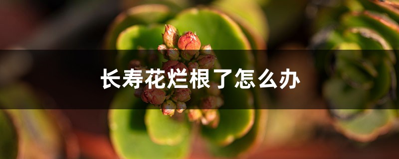 长寿花烂根了如何办