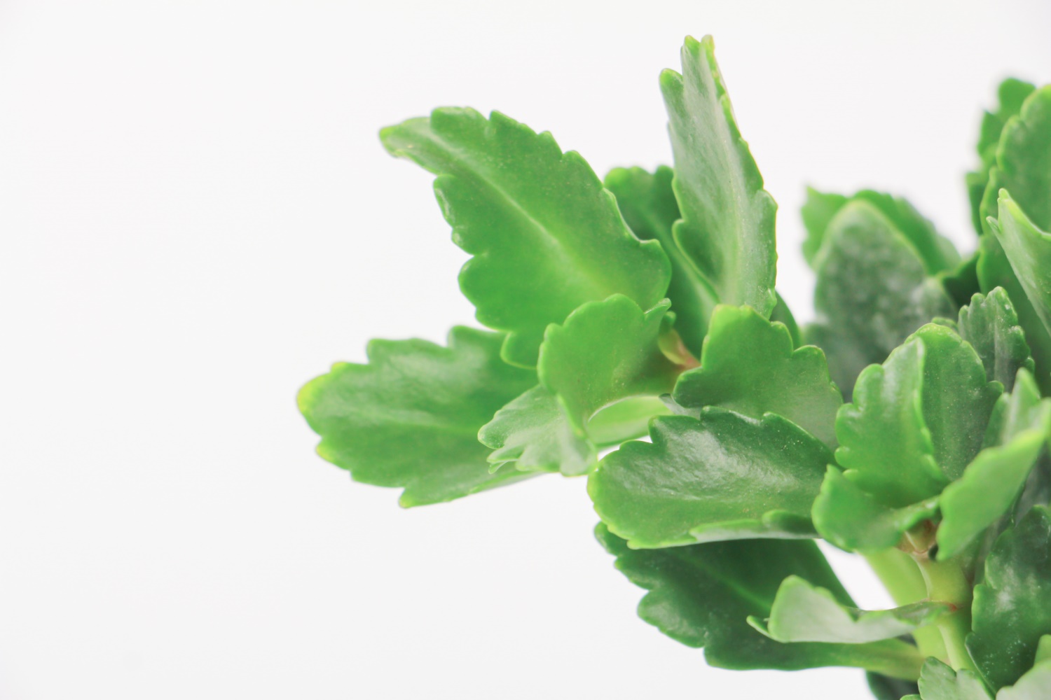 长寿花烂根了如何办