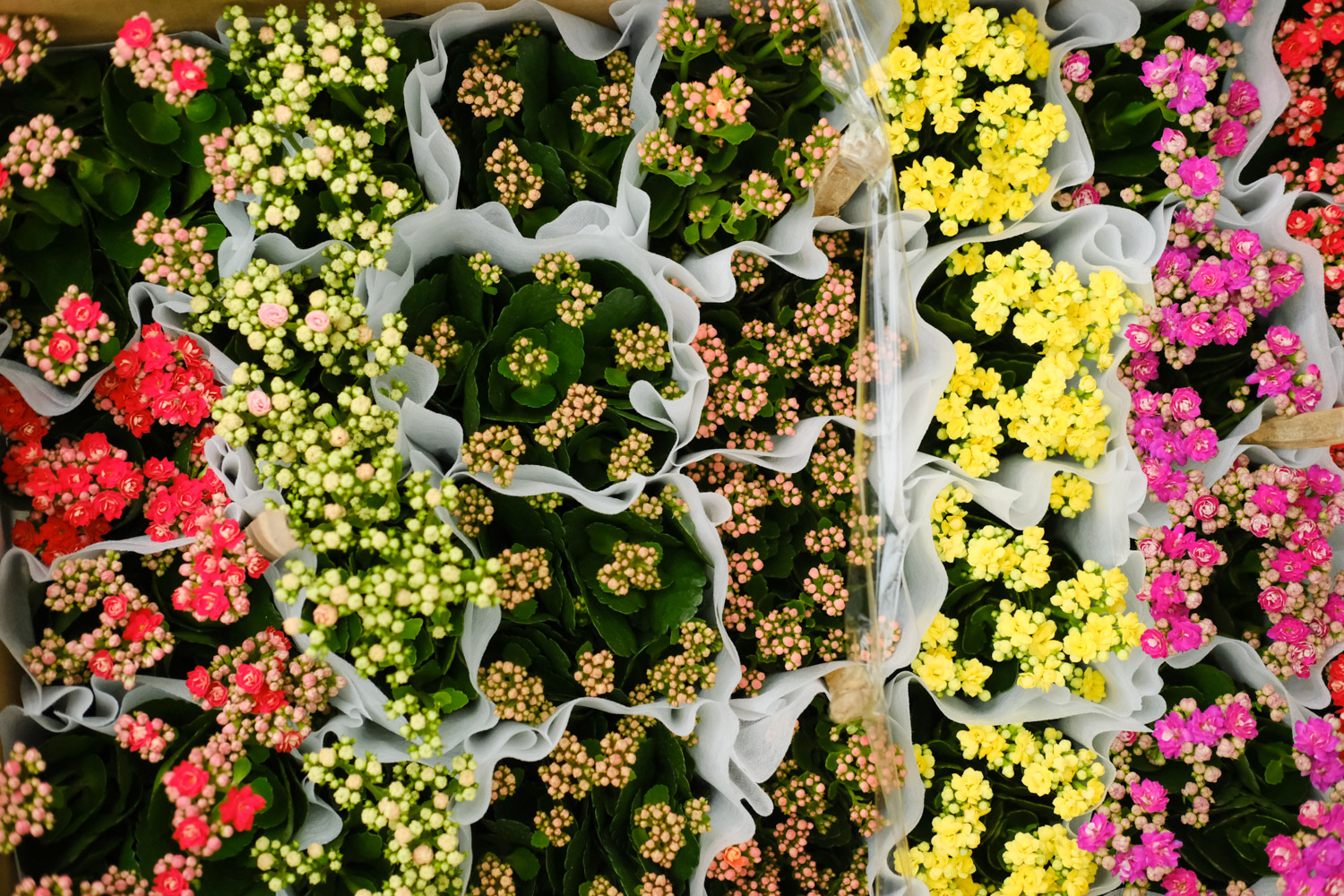 长寿花烂根了如何办