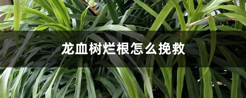 龙血树烂根如何挽救