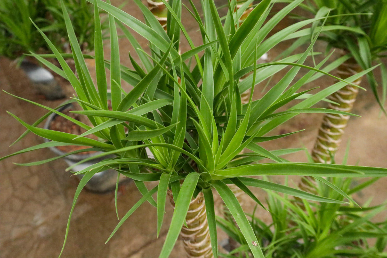 龙血树烂根如何挽救