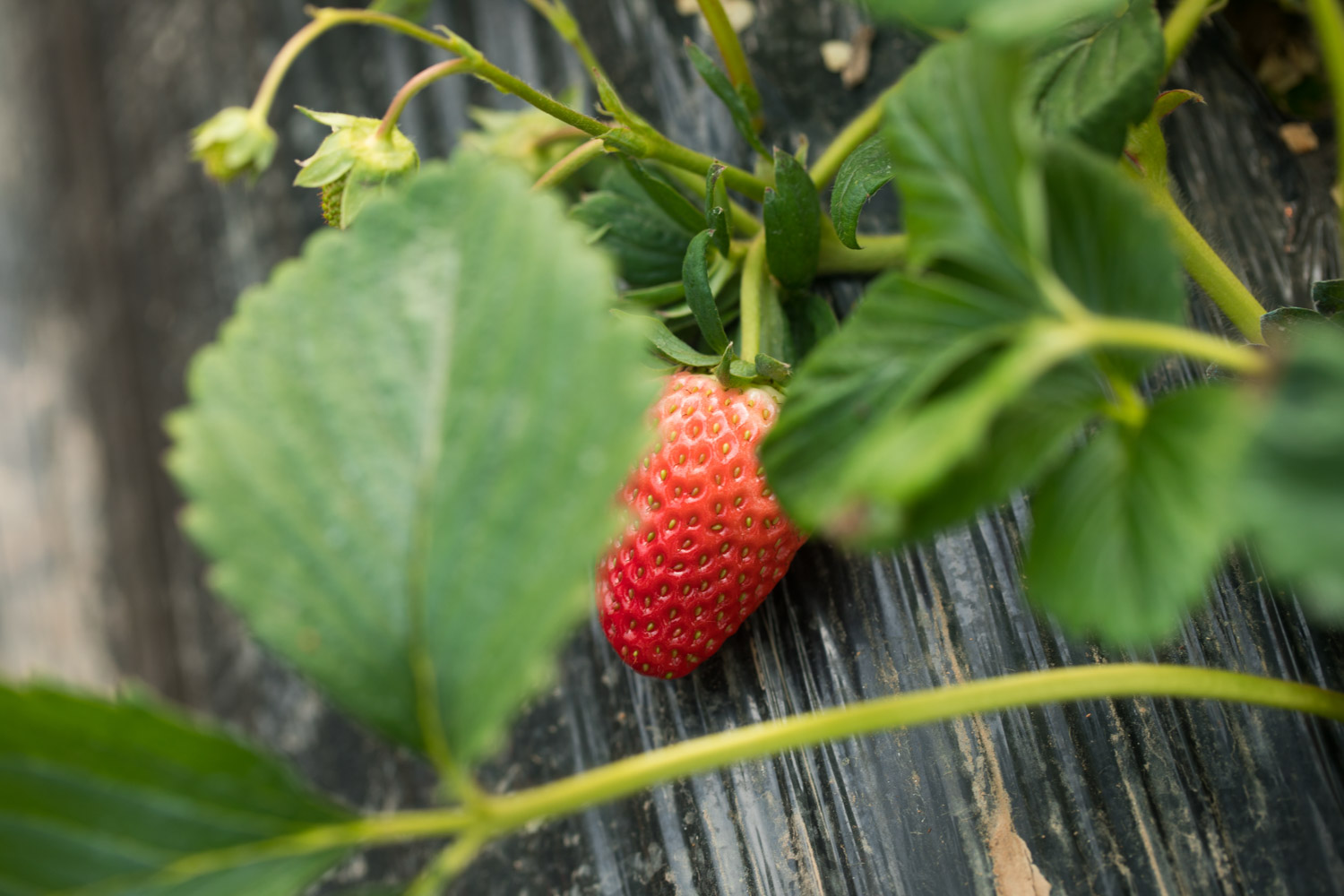 草莓烂根如何处理