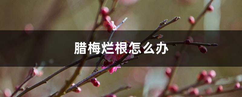 腊梅烂根如何办