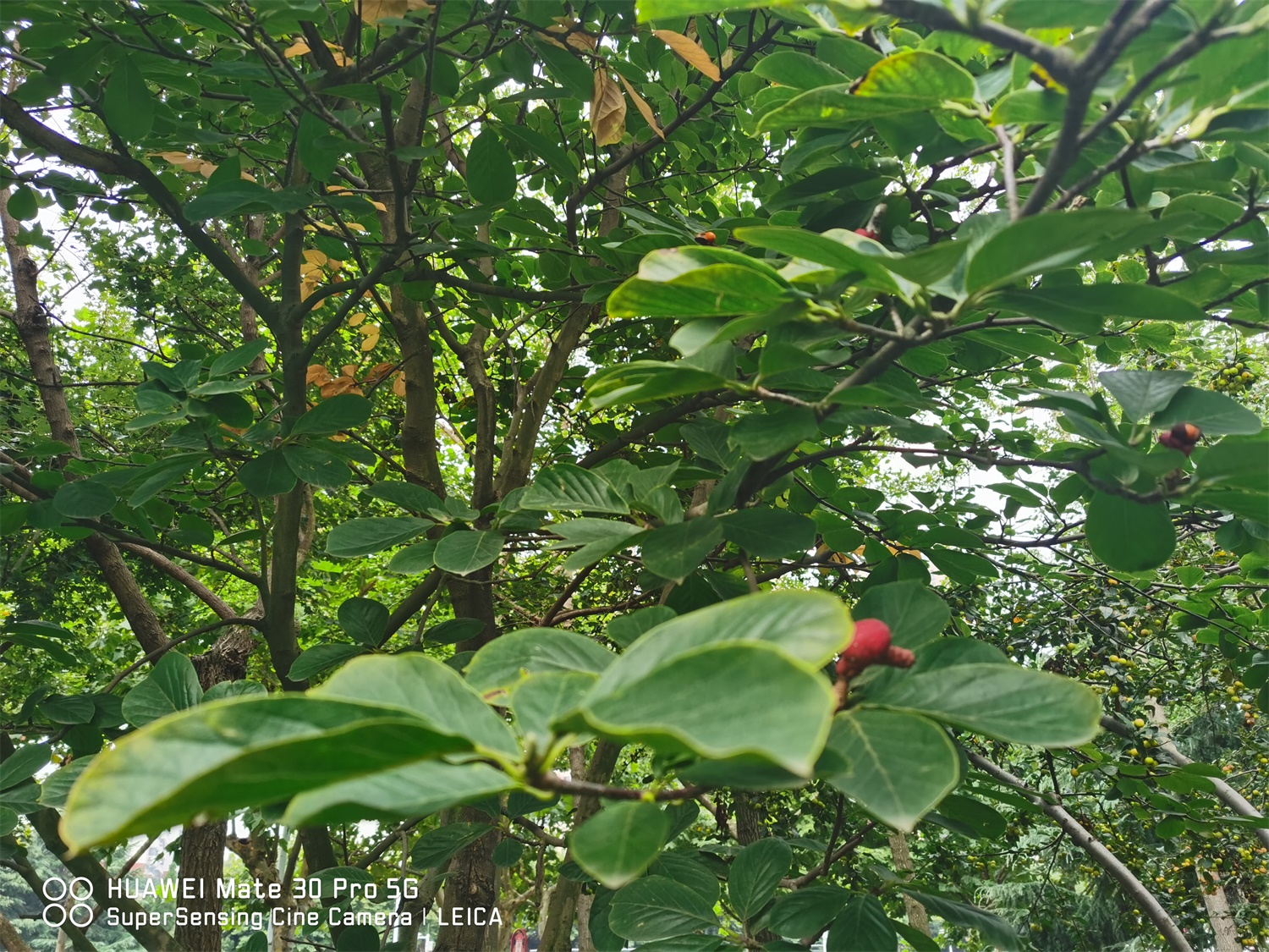 白兰烂根如何处理