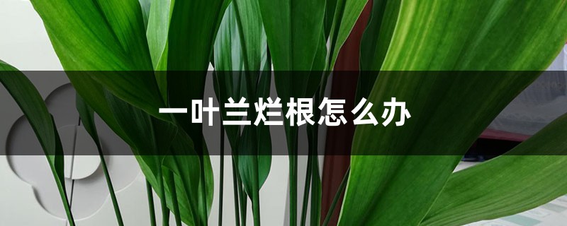 一叶兰烂根如何办