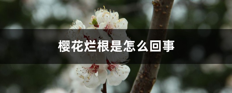 樱花烂根是如何回事