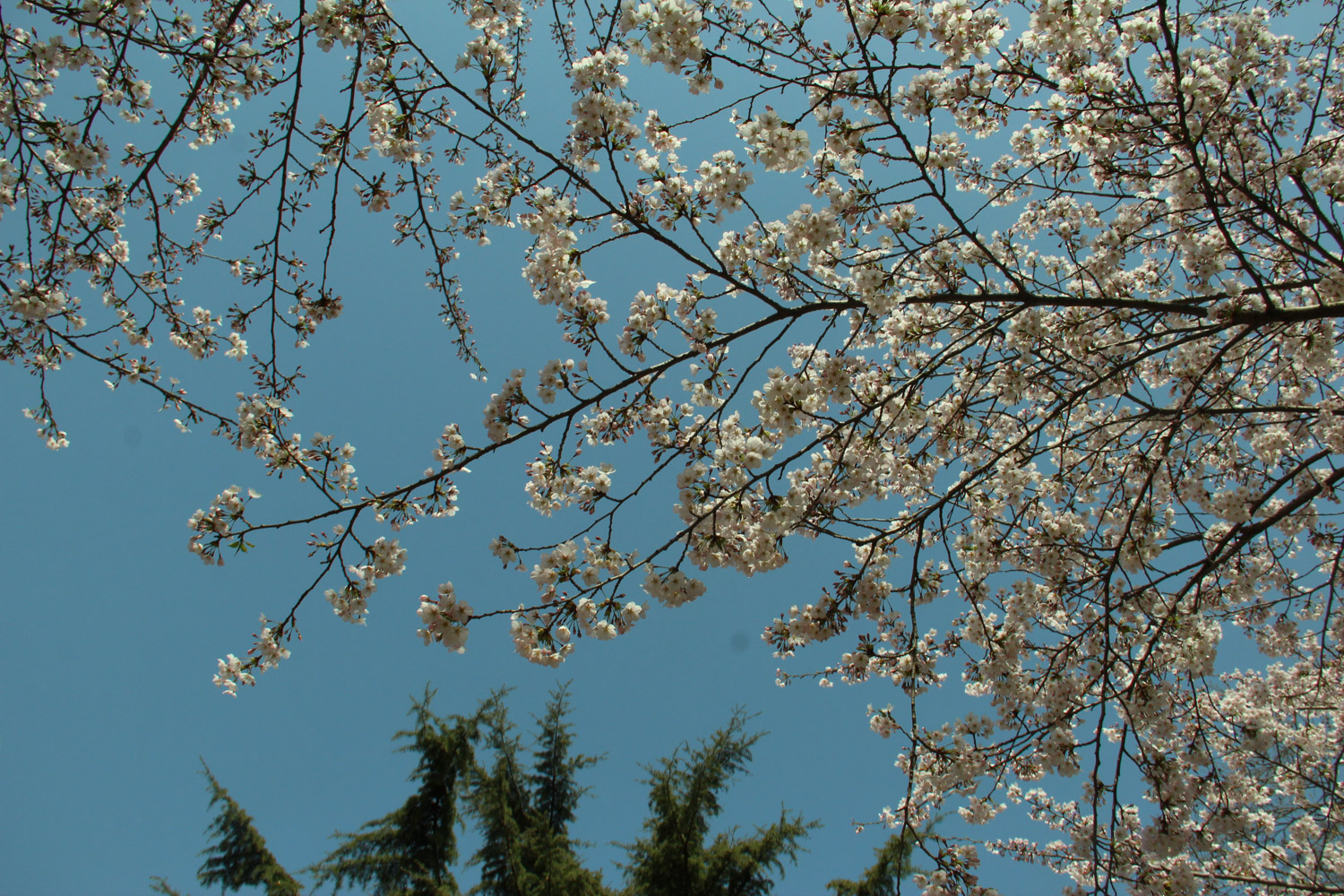 樱花烂根是如何回事