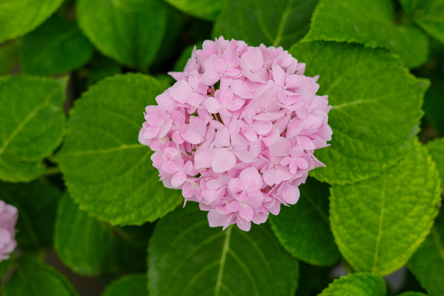 绣球花烂根如何办