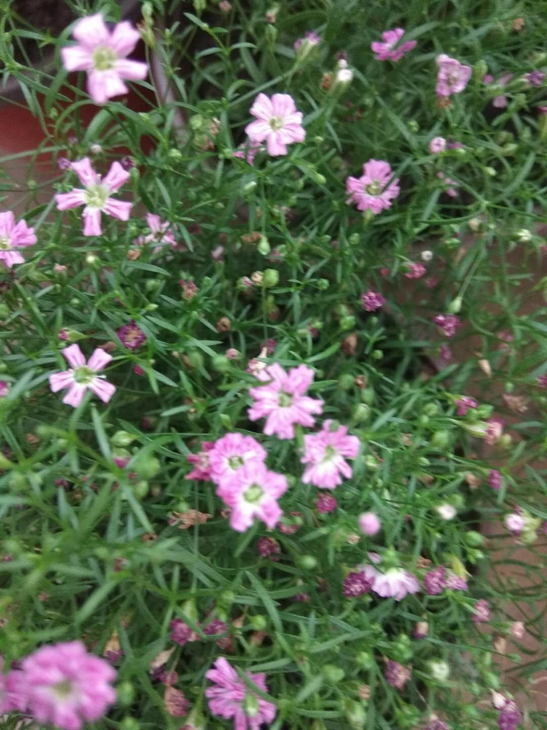 满天星烂根如何办