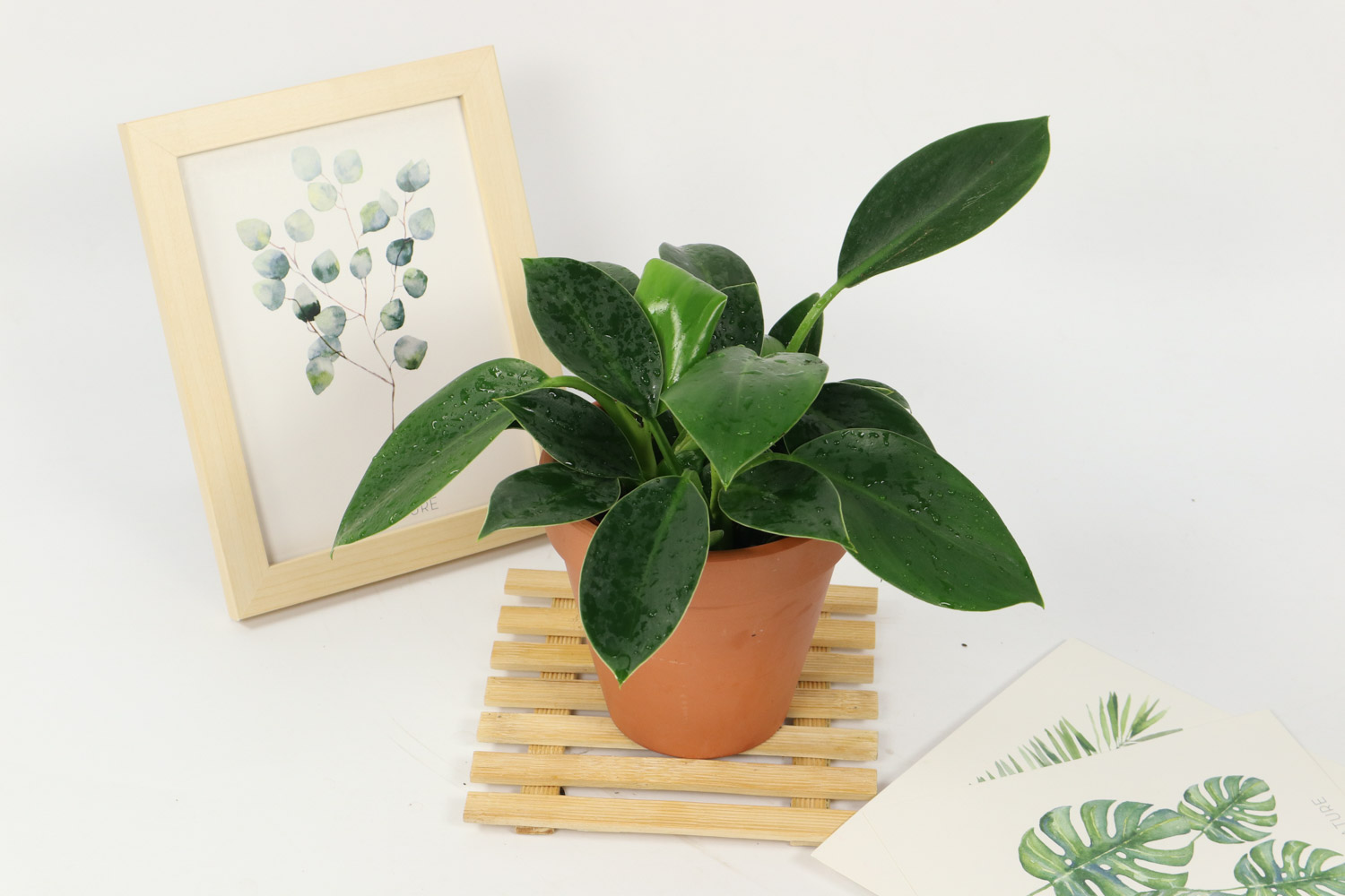 金钻烂根如何办