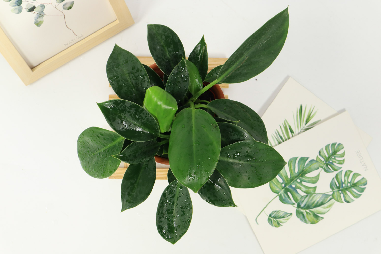 金钻烂根如何办