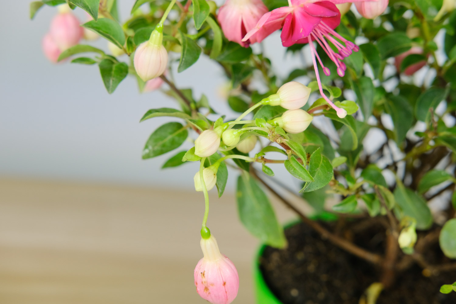 倒挂金钟烂根如何办