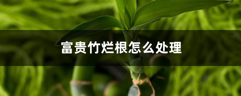 富贵竹烂根如何处理