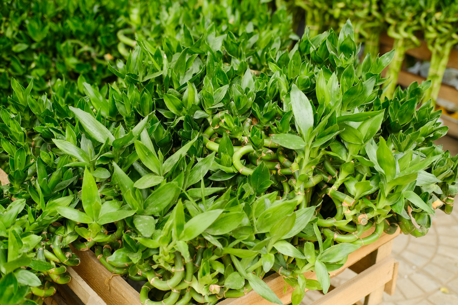 富贵竹烂根如何处理