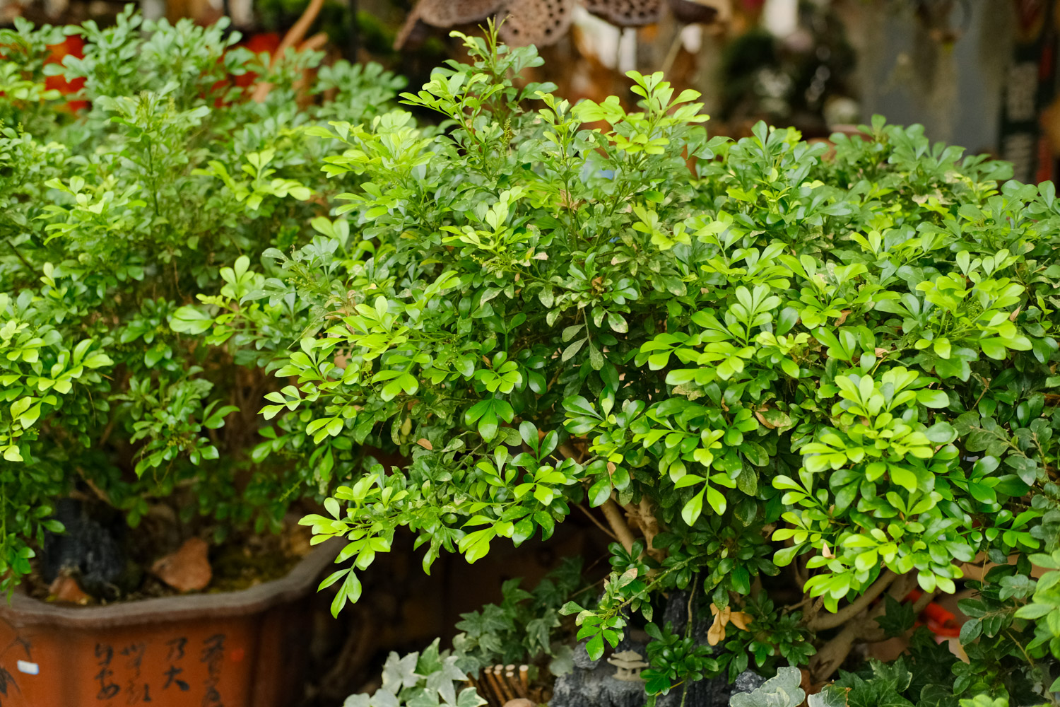 米兰烂根了如何办