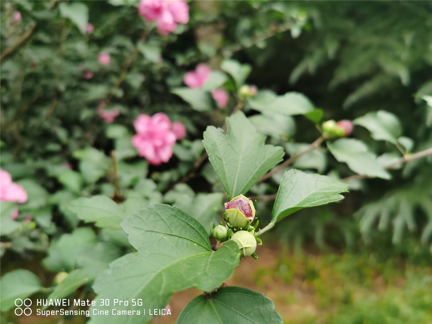木槿烂根如何办